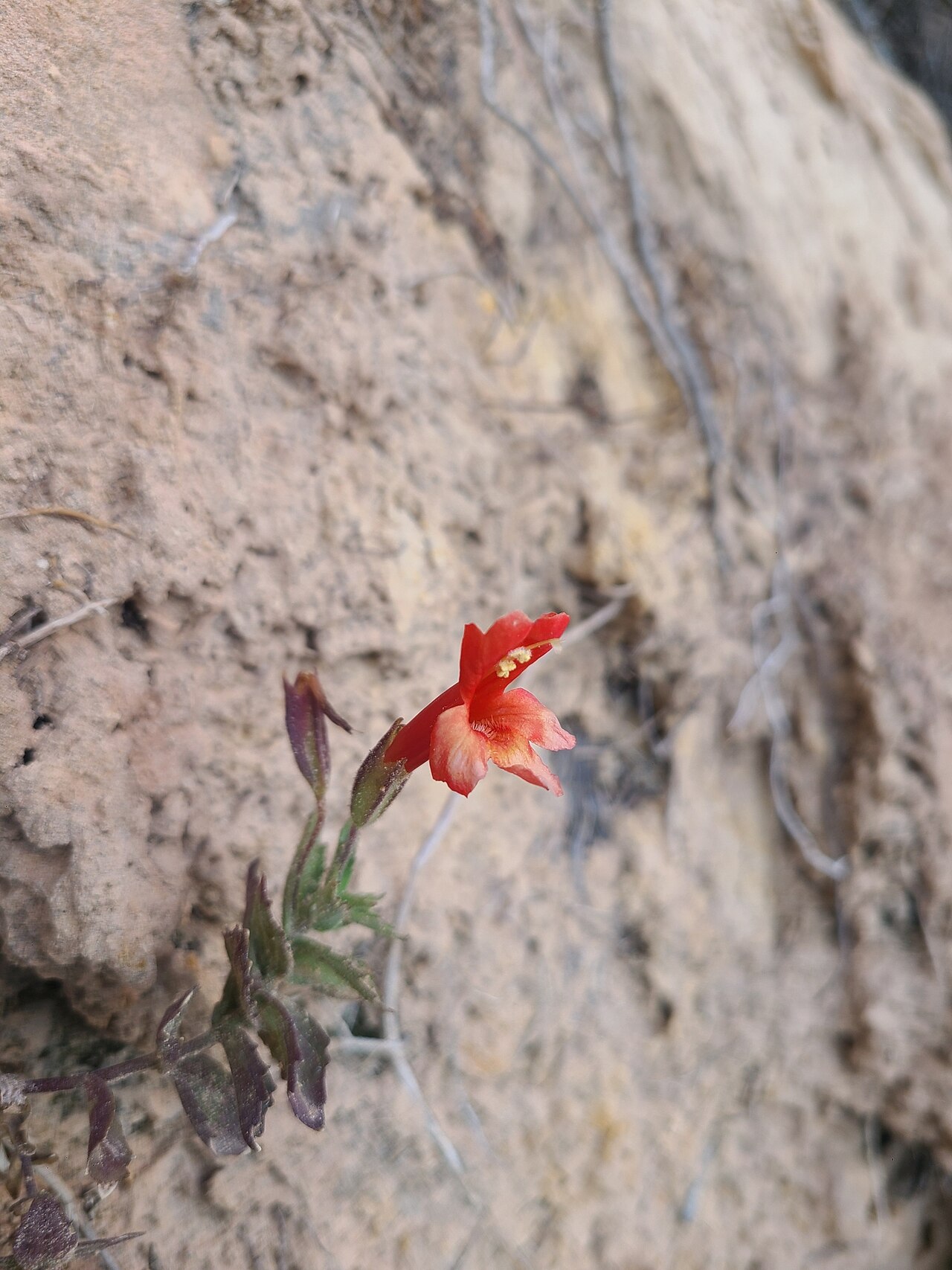 Eastwood's monkeyflower: Erythranthe eastwoodiae growing from a sandstone cliff face in Bears Ears National Monument, San Juan County, Utah, US