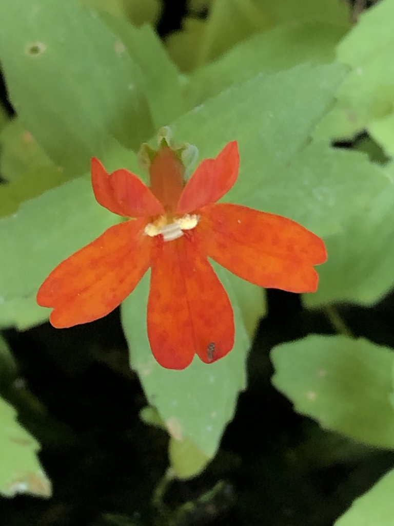 Eastwood's monkeyflower (Erythranthe eastwoodiae)