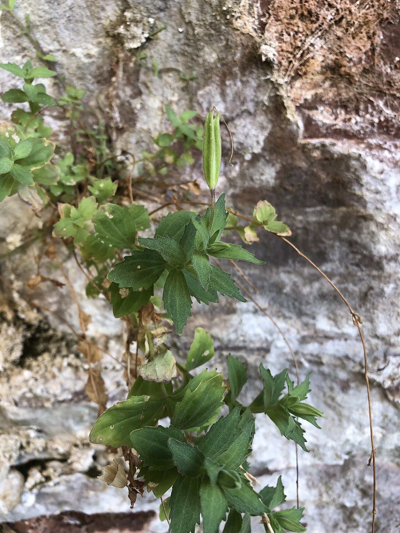 Eastwood's monkeyflower: Erythranthe eastwoodiae with seed pod, Canyonlands National Park, San Juan County, Utah, US