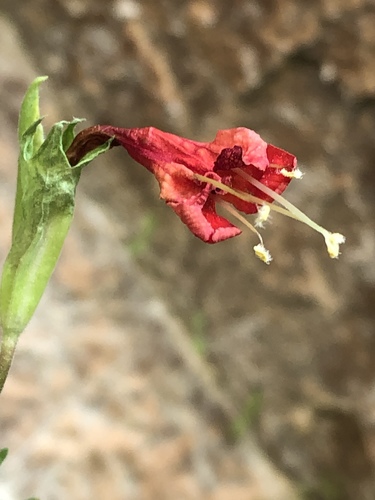 Eastwood's monkeyflower (Erythranthe eastwoodiae)