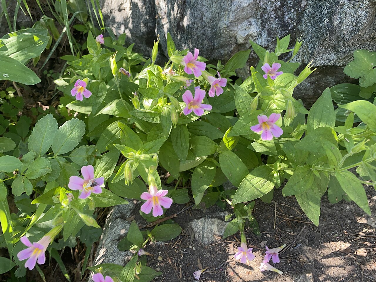 California blushing monkeyflower: Blushing Monkeyflower (Erythranthe erubescens). Species of plant.