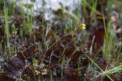 Erythranthe filicifolia (Erythranthe filicifolia)