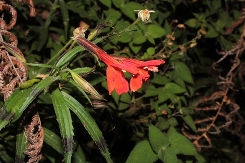 Erythranthe flammea (Erythranthe flammea)