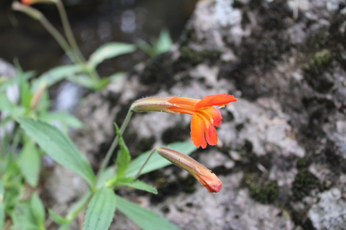 Erythranthe flammea (Erythranthe flammea)