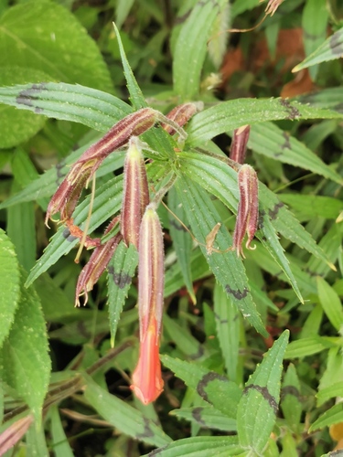 Erythranthe flammea (Erythranthe flammea)