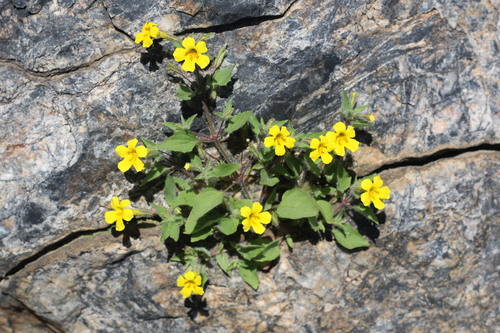 Erythranthe geniculata (Erythranthe geniculata)