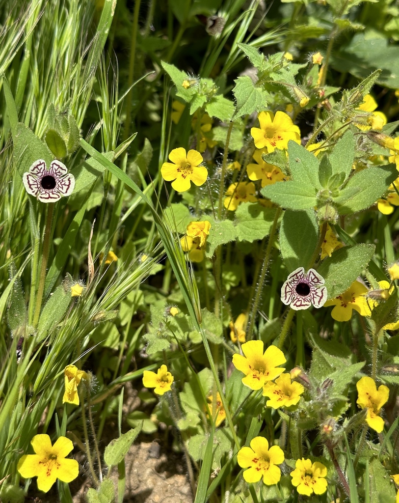 Erythranthe geniculata (Erythranthe geniculata)