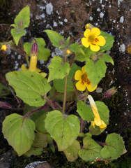 Erythranthe geniculata (Erythranthe geniculata)
