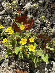 Erythranthe geniculata (Erythranthe geniculata)