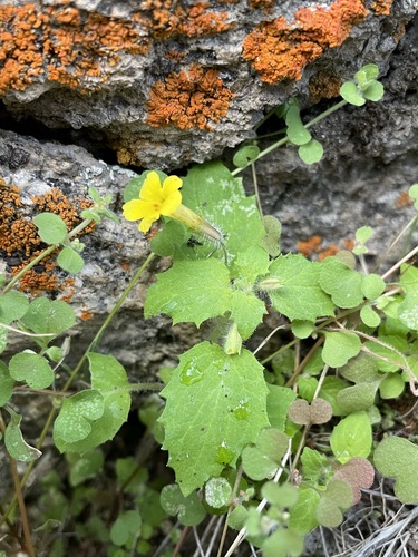 Erythranthe geniculata (Erythranthe geniculata)