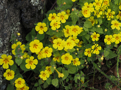 Erythranthe geniculata (Erythranthe geniculata)