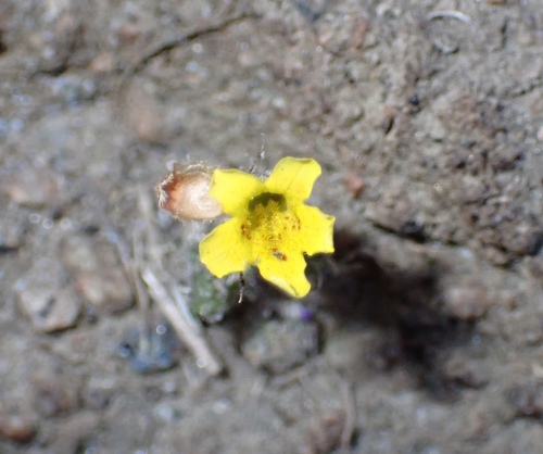 Erythranthe geniculata (Erythranthe geniculata)
