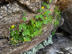 Erythranthe geniculata (Erythranthe geniculata)
