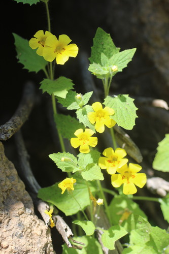 Erythranthe geniculata (Erythranthe geniculata)