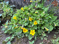 Erythranthe geniculata (Erythranthe geniculata)
