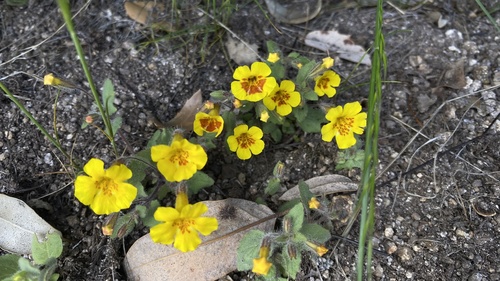 Erythranthe geniculata (Erythranthe geniculata)