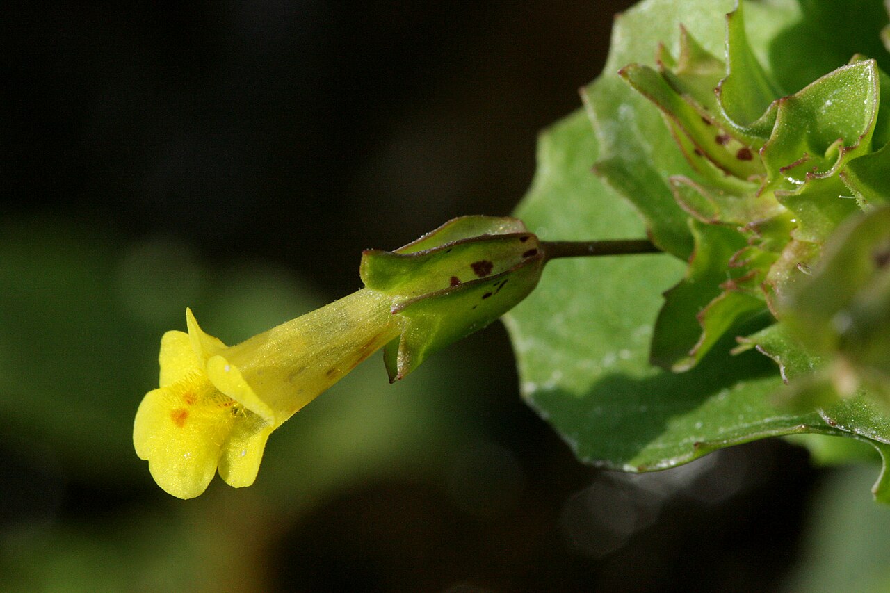 Erythranthe geyeri: Erythranthe geyeri , Big Arsenic Spring on the east side of the Rio Grande, 36.6785 -105.6864, Taos County, New Mexico, 20 May 2008.