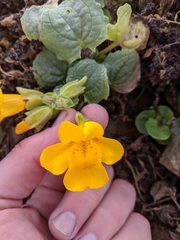 Erythranthe grandis (Erythranthe grandis)