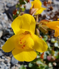 Erythranthe grandis (Erythranthe grandis)