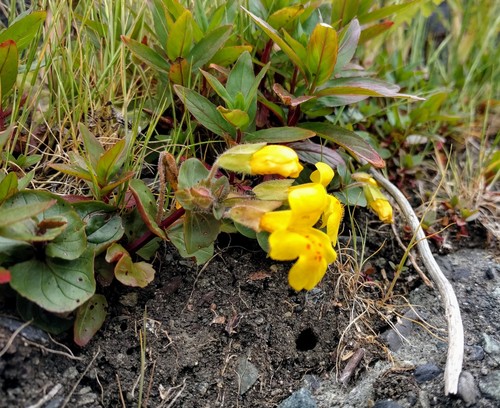 Erythranthe grandis (Erythranthe grandis)