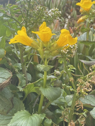 Erythranthe grandis (Erythranthe grandis)