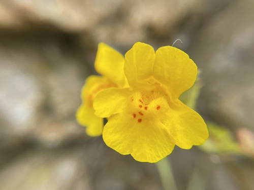 Erythranthe grandis (Erythranthe grandis)