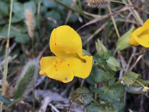Erythranthe grandis (Erythranthe grandis)