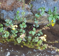 Erythranthe grandis (Erythranthe grandis)