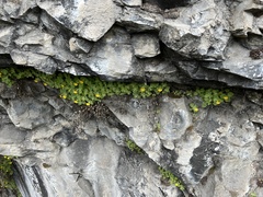 Erythranthe jungermannioides (Erythranthe jungermannioides)