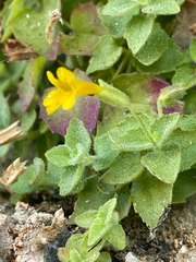 Erythranthe jungermannioides (Erythranthe jungermannioides)