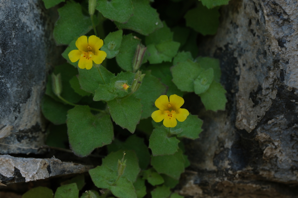 Erythranthe jungermannioides (Erythranthe jungermannioides)