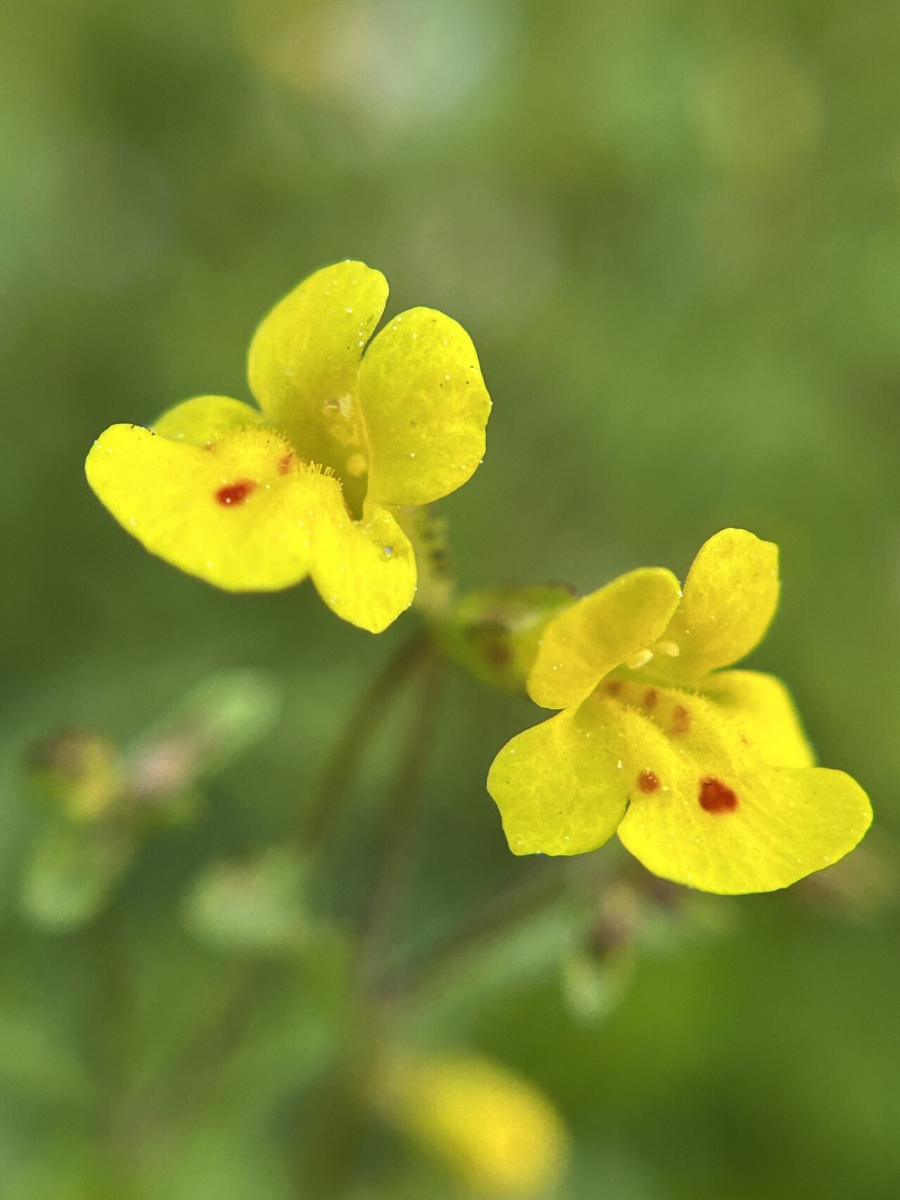 Cutleaf monkeyflower: Cut-leaved monkeyflower ( Erythranthe laciniata ) in the United States