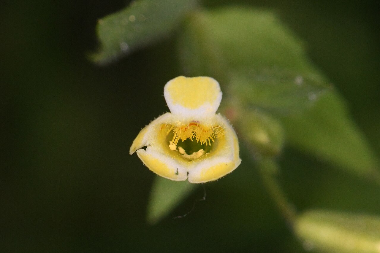 Broadtooth monkeyflower: Broadtooth monkeyflower ( Erythranthe latidens ) in the United States