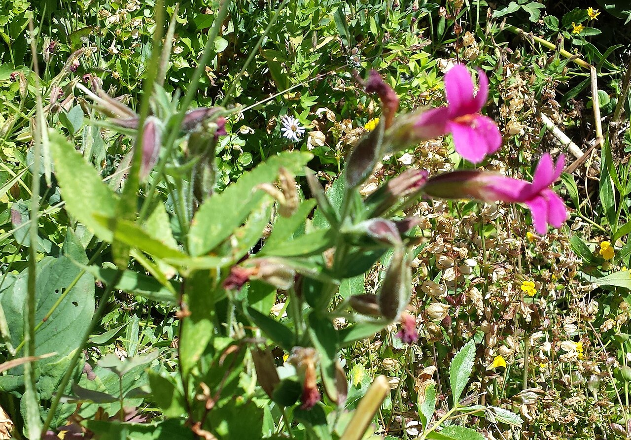 Purple monkeyflower: Mimulus lewisii (Lewis' monkeyflower) Lake Stuart (#1599) 1555 meters (5100 feet) Okanogan-Wenatchee National Forest IMG_20150808_133635