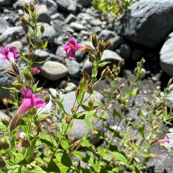 Purple monkeyflower (Erythranthe lewisii)