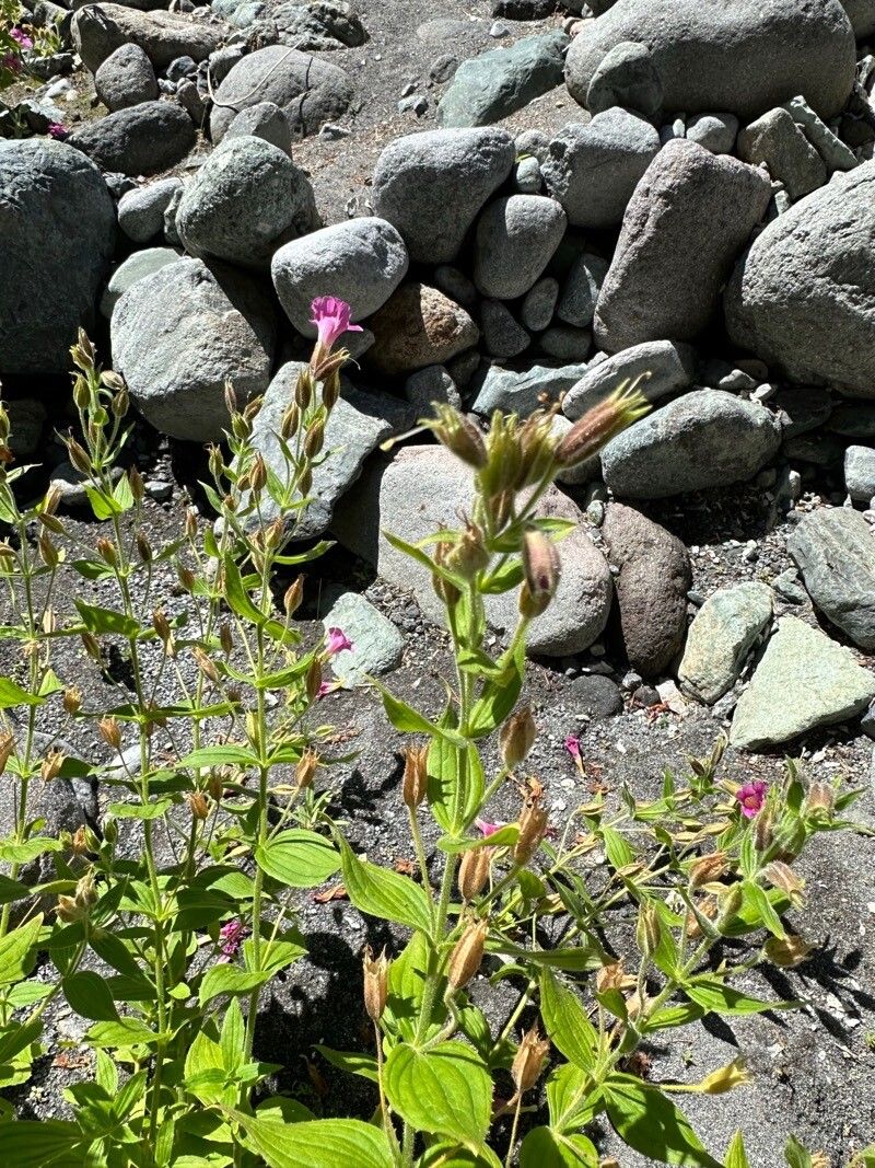 Purple monkeyflower (Erythranthe lewisii)