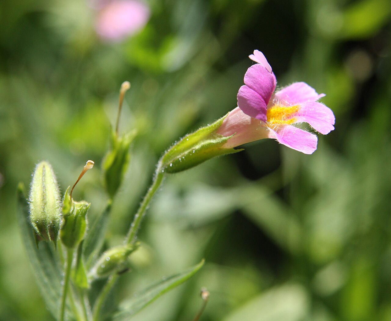 Purple monkeyflower: Lewis monkeyflower (Mimulus lewisii), profile view closeup. At 9300ft along the West Fork of Green Creek, Hoover Wilderness, Sierra Nevada USA.