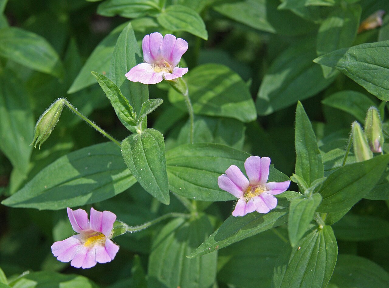 Purple monkeyflower: Three Lewis monkeyflowers (Mimulus lewisii) and foliage. At 9300ft along the West Fork of Green Creek, Hoover Wilderness, Sierra Nevada USA.