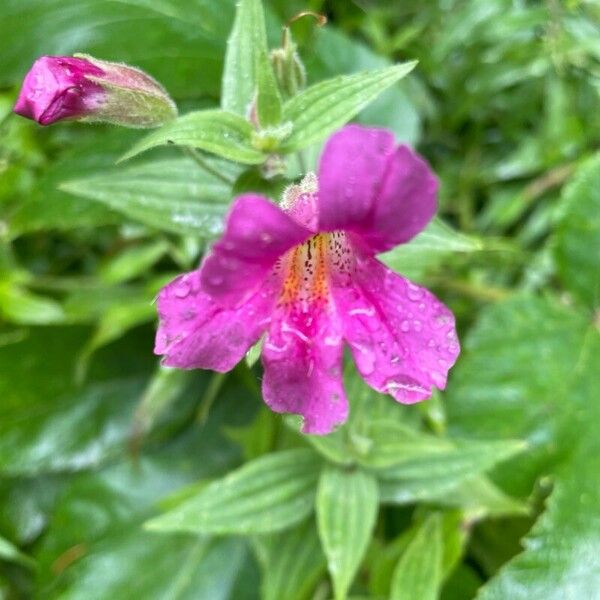 Purple monkeyflower (Erythranthe lewisii)
