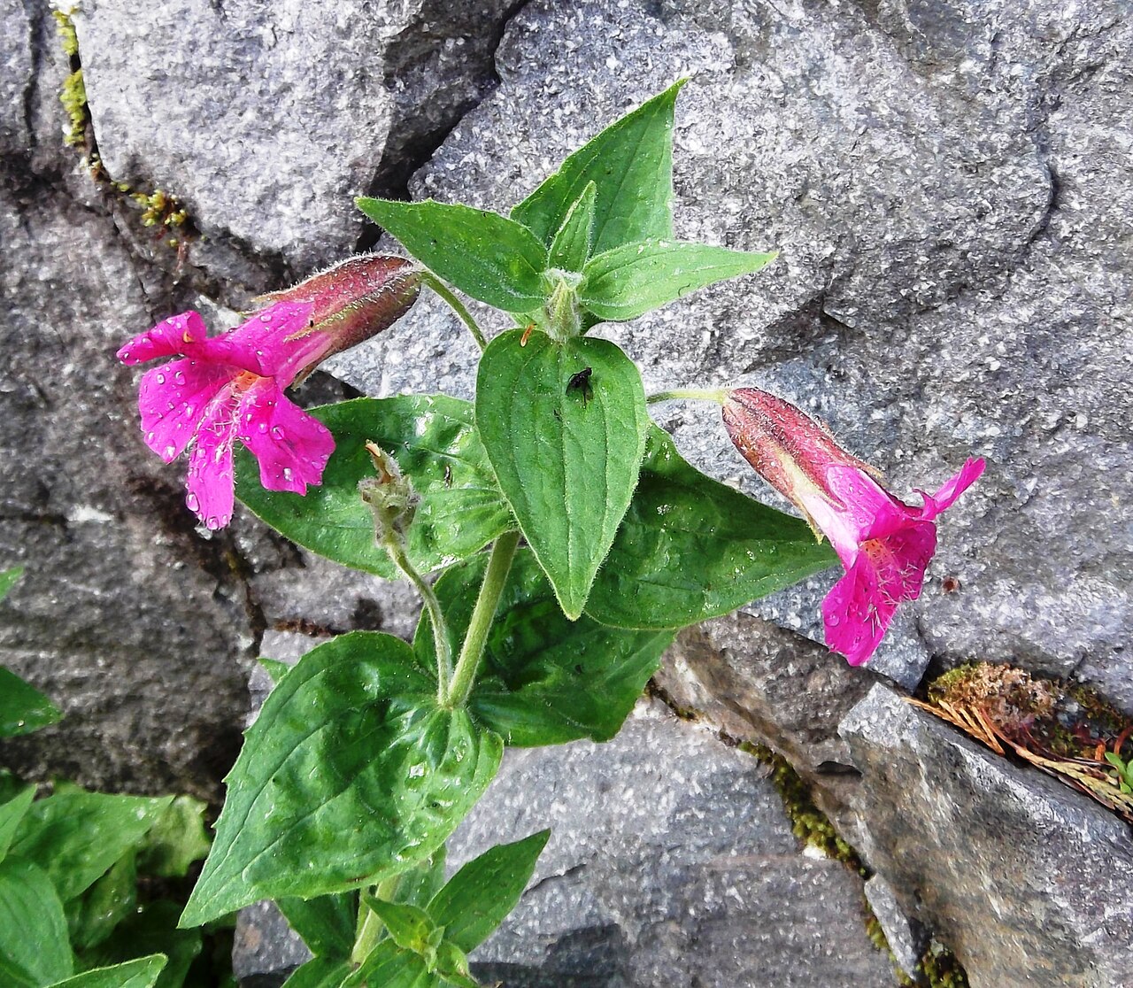 Purple monkeyflower: Mimulus lewisii (purple monkey-flower) biology.burke.washington.edu/herbarium/imagecollection.ph... Growing next to a small stream, in a rocky area Naches Peak