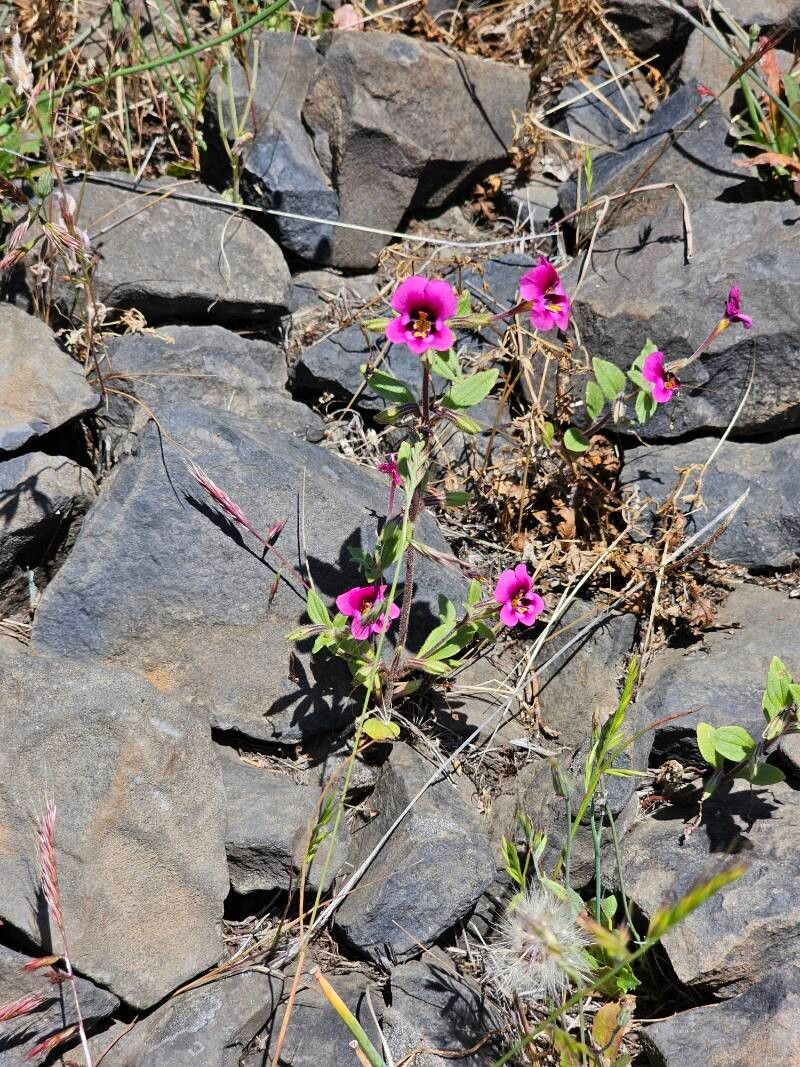 Purple monkeyflower (Erythranthe lewisii)