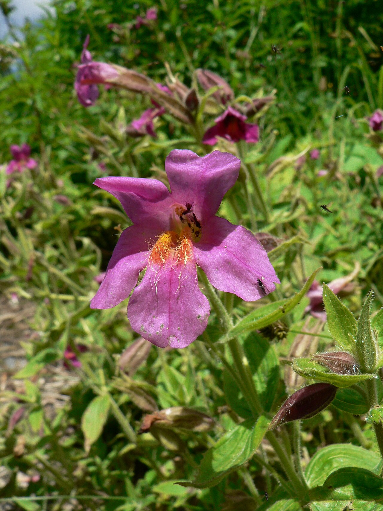 Purple monkeyflower: Purple Monkey-flower