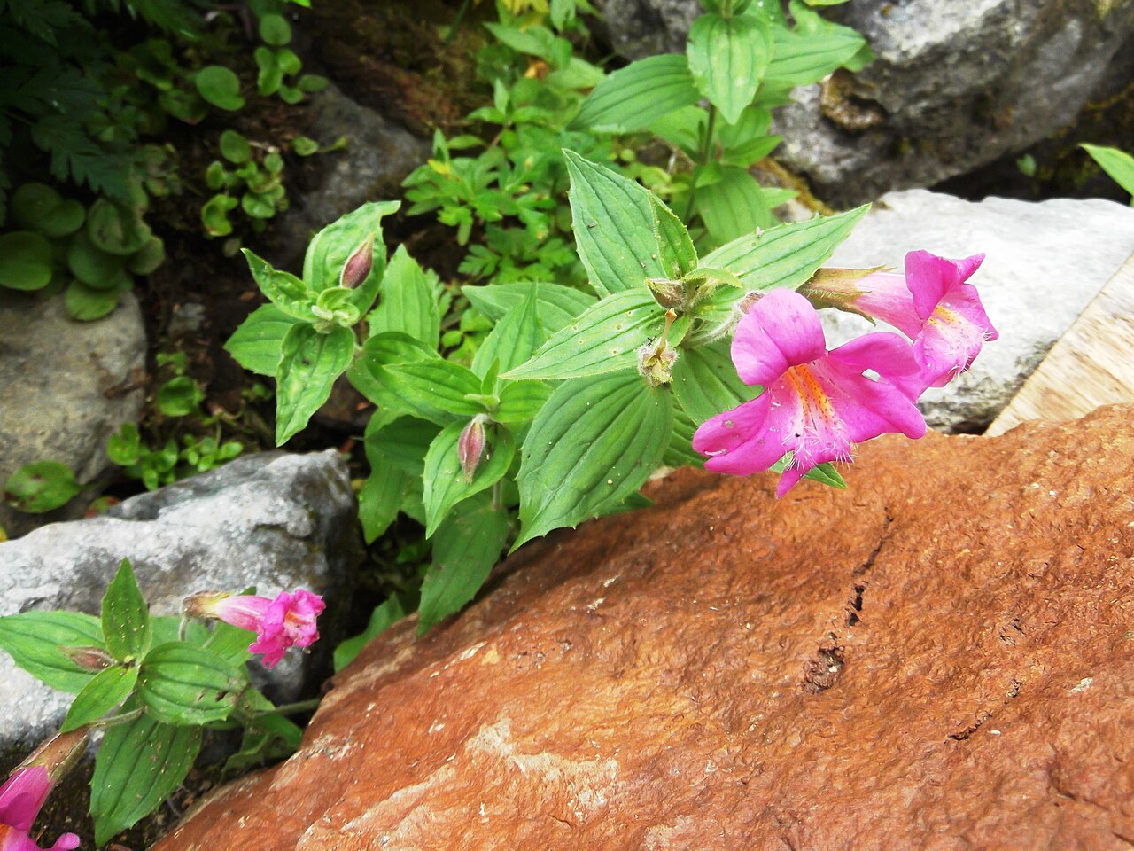 Purple monkeyflower: tMimulus lewisii (Lewis' monkeyflower) Near a stream, Trail to Spray Park, near to Mowich Lake Mount Rainier National Park Northwestern Chapter of North America