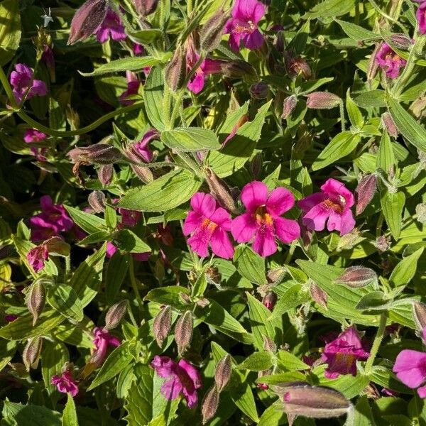 Purple monkeyflower (Erythranthe lewisii)