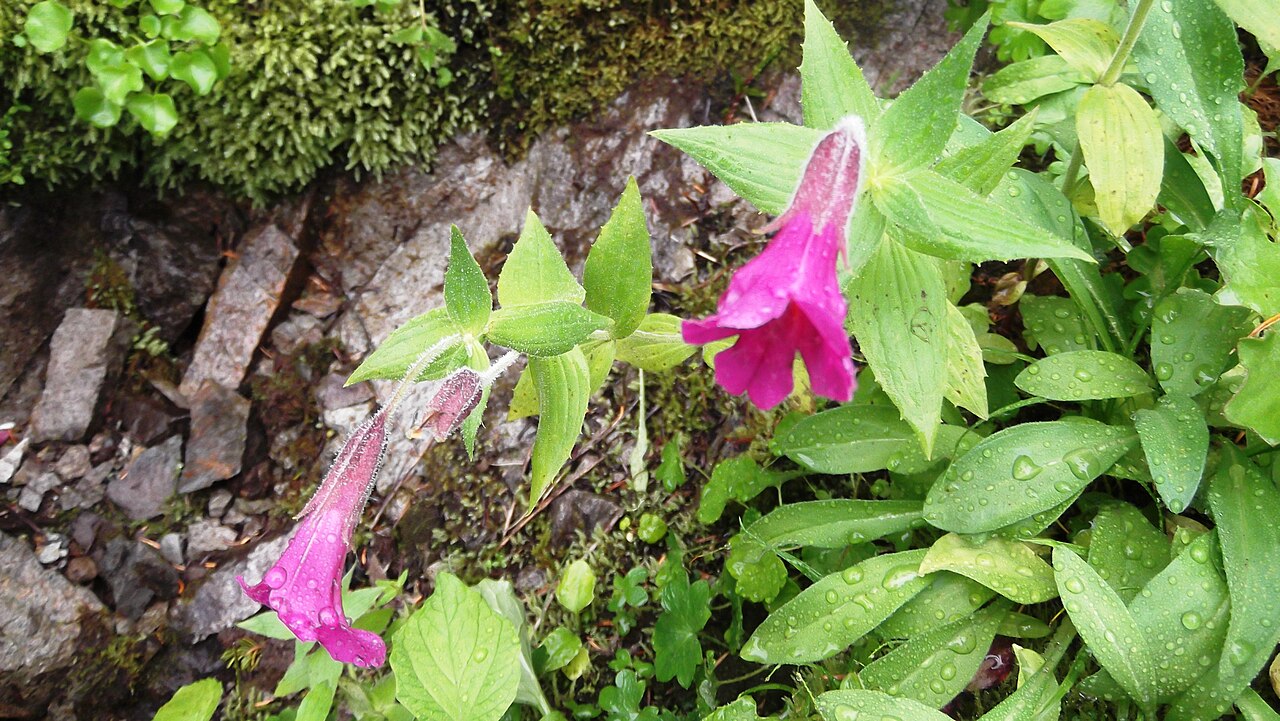 Purple monkeyflower: Mimulus lewisii Naches Peak Loop Trail about 1700 meters (5600 feet elevation) William O. Douglas Wilderness 12q3 590