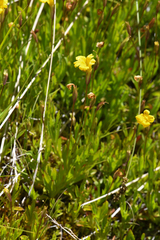 Erythranthe linearifolia (Erythranthe linearifolia)