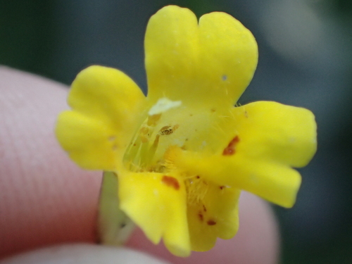 Erythranthe linearifolia (Erythranthe linearifolia)