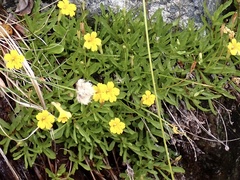 Erythranthe linearifolia (Erythranthe linearifolia)