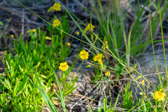 Erythranthe linearifolia (Erythranthe linearifolia)