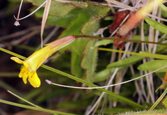 Erythranthe linearifolia (Erythranthe linearifolia)